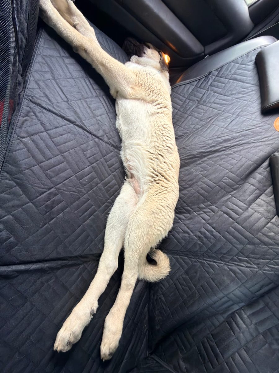 Dog stretched out asleep on the cover