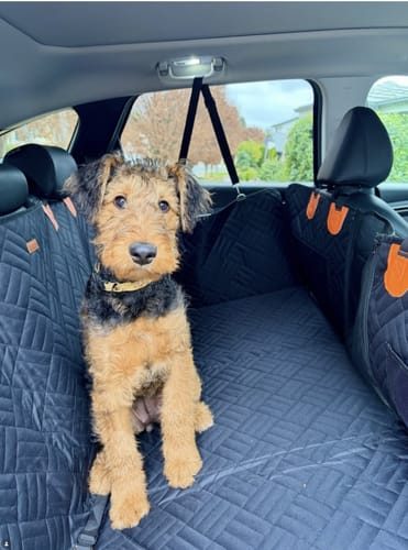 Airedale sitting on the cover in the back seat