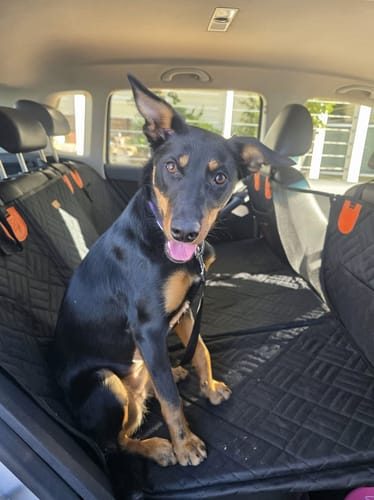 Kelpie sitting on the clean cover