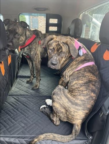 Two brindle dogs on the cover