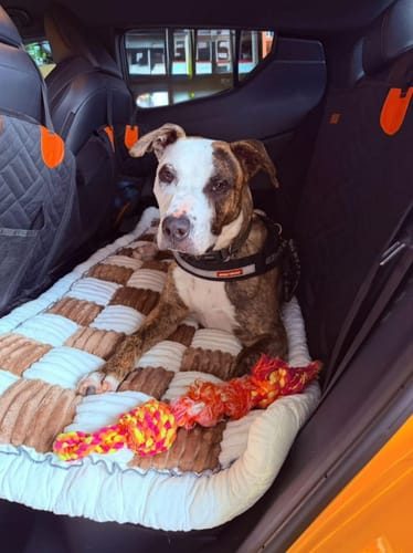 Staffy resting on the cover with a toy